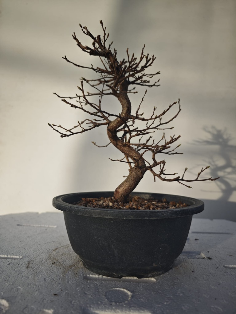 *Ca 5. Carpinus coreana 120 euros con envio gratis peninsula.