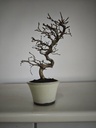Cr 1. Crataegus cuneata 180 euros con envio gratis peninsula.
