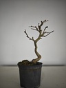 Carpinus coreana 70 euros con envio gratis peninsula.