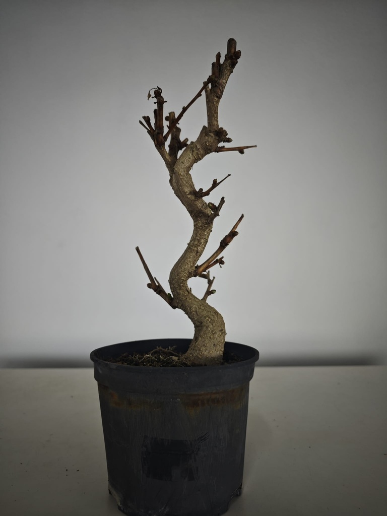 *Gi 1.  Gingo biloba 70 euros con envio gratis peninsula.