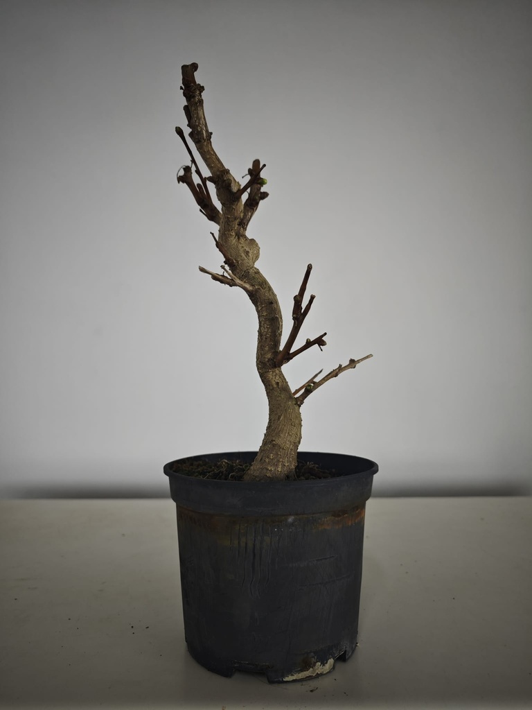 *Gi 1.  Gingo biloba 70 euros con envio gratis peninsula.