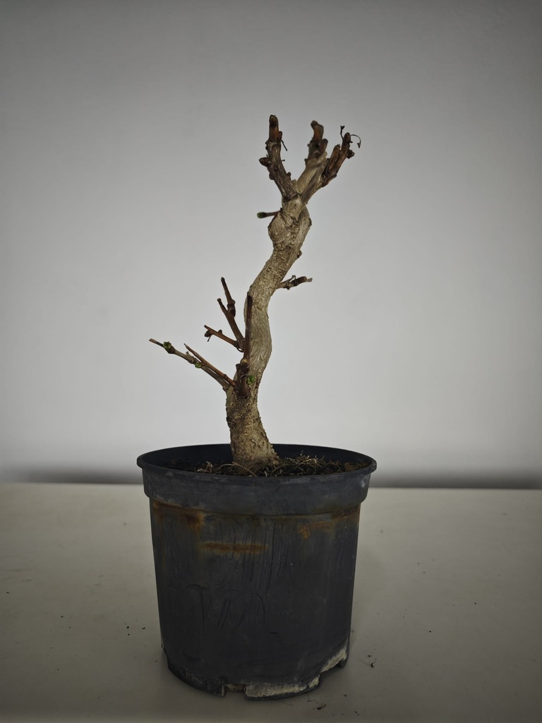 *Gi 1.  Gingo biloba 70 euros con envio gratis peninsula.