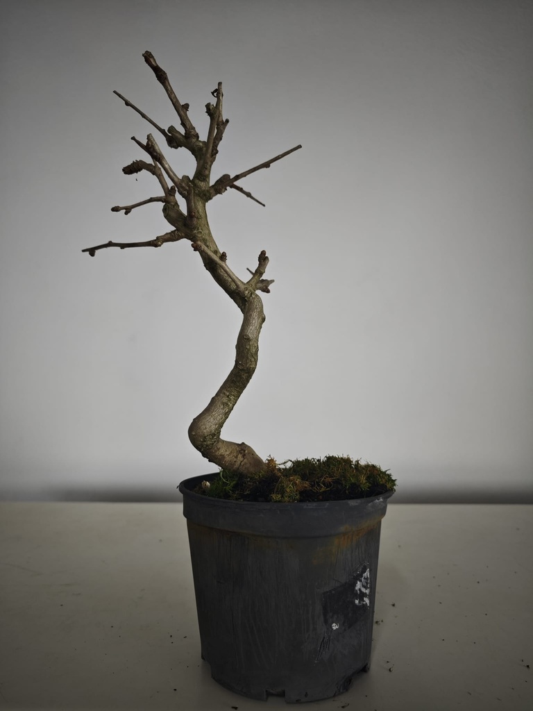 *Gi 2. Gingo biloba 70 euros con envio gratis peninsula.