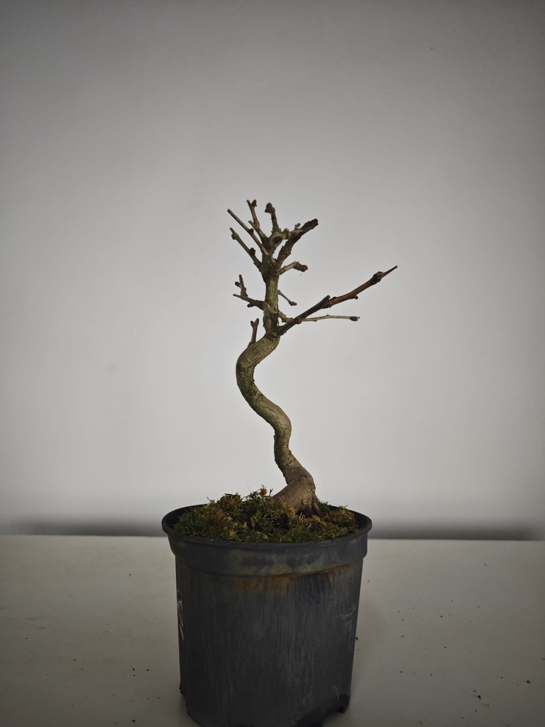 *Gi 2. Gingo biloba 70 euros con envio gratis peninsula.