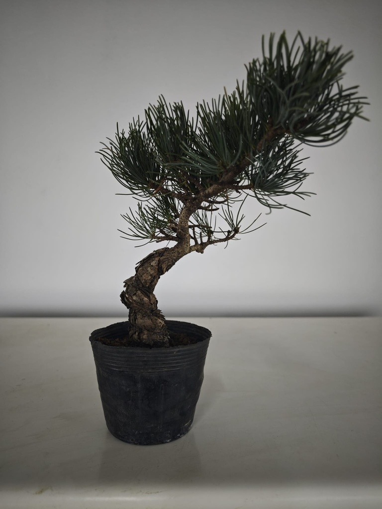 * Pe 1. Pinus pentaphylla 120 euros con envio gratis peninsula.
