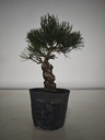 * Pe 1. Pinus pentaphylla 120 euros con envio gratis peninsula.