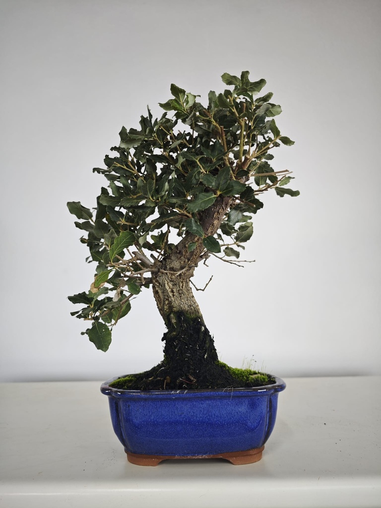 *Q 23. Quercur suber 80 euros con envio gratis peninsula.