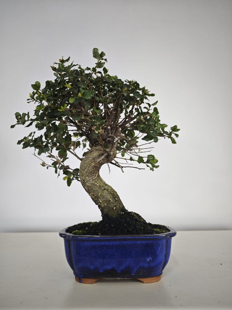 *Q 24. Quercur suber 80 euros con envio gratis peninsula.