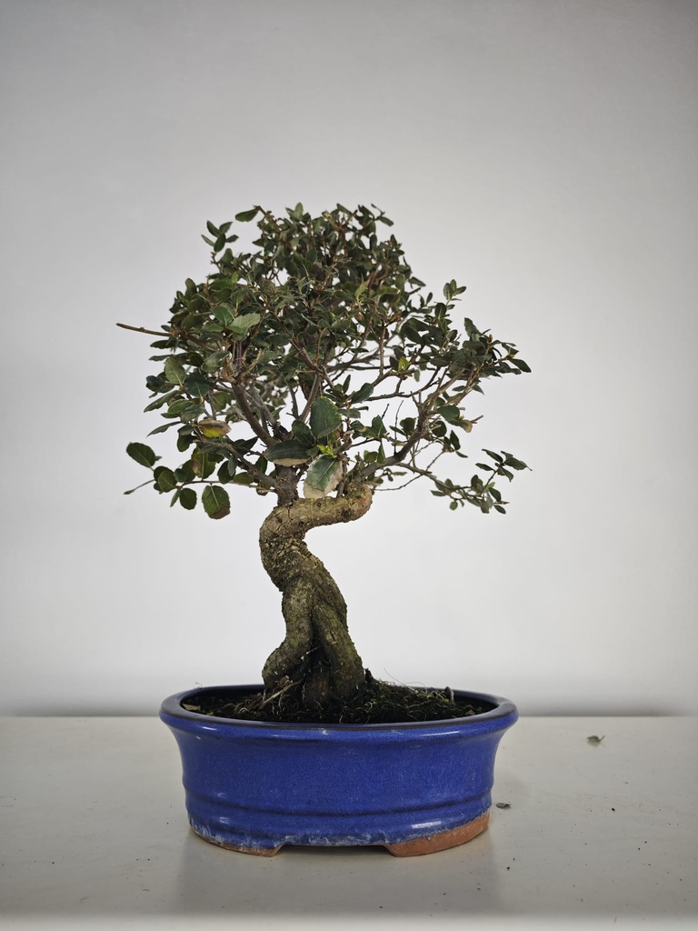 *Q 26. Quercur suber 80 euros con envio gratis peninsula.