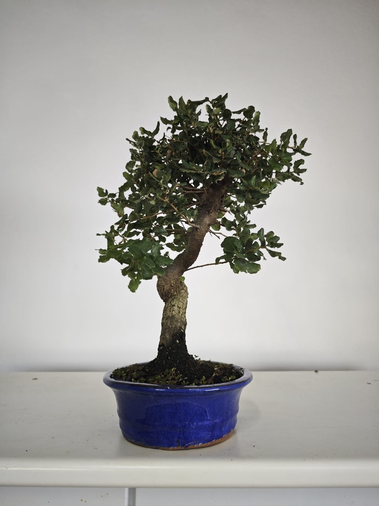 *Q 27. Quercur suber 80 euros con envio gratis peninsula.