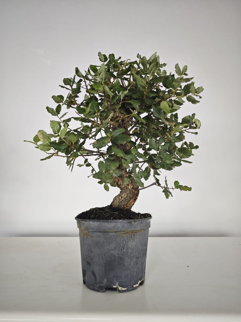 *Q 28. Quercur suber 80 euros con envio gratis peninsula.