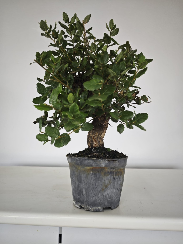 *Q 30. Quercur suber 80 euros con envio gratis peninsula.