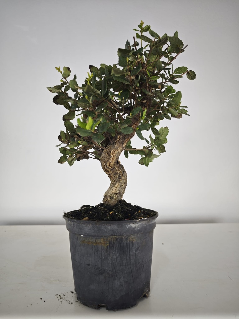 *Q 32. Quercur suber 90 euros con envio gratis peninsula.