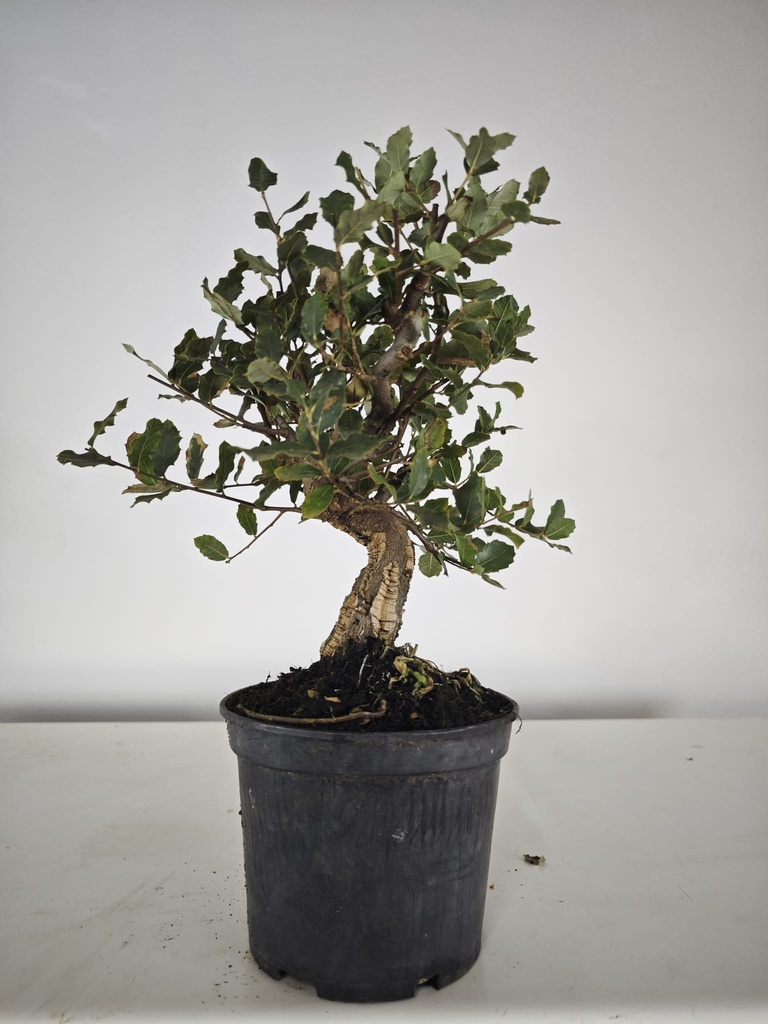 *Q 35. Quercur suber 90 euros con envio gratis peninsula.