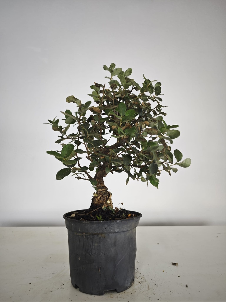 *Q 36. Quercur suber 90 euros con envio gratis peninsula.