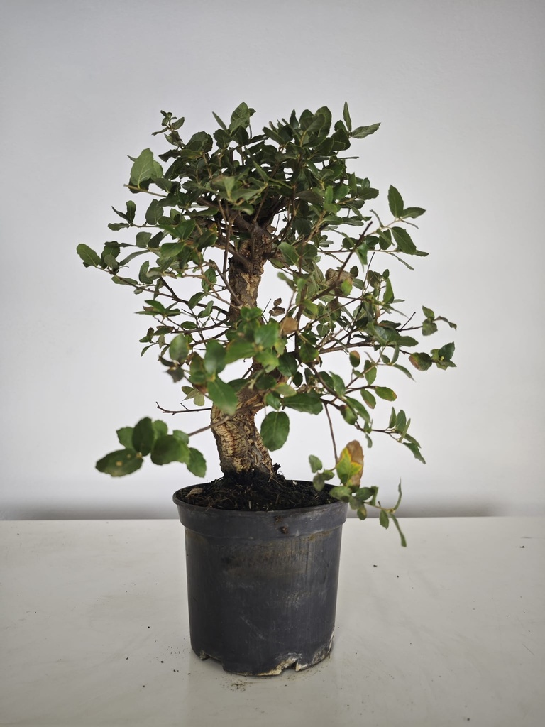 *Q 37. Quercur suber 90 euros con envio gratis peninsula.