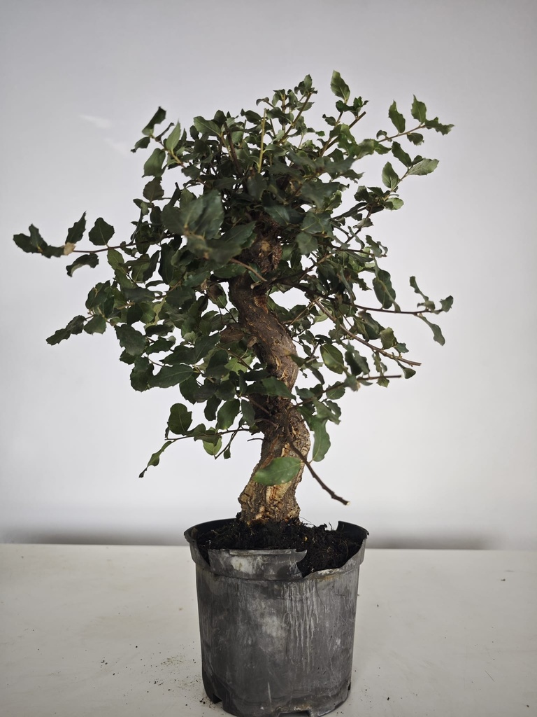 *Q 40. Quercur suber 90 euros con envio gratis peninsula.