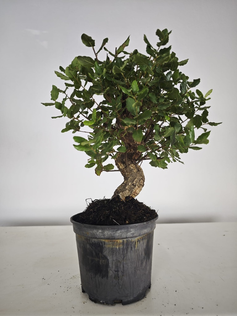 *Q 42. Quercur suber 90 euros con envio gratis peninsula.