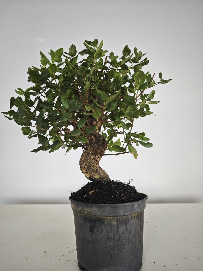 *Q 42. Quercur suber 90 euros con envio gratis peninsula.