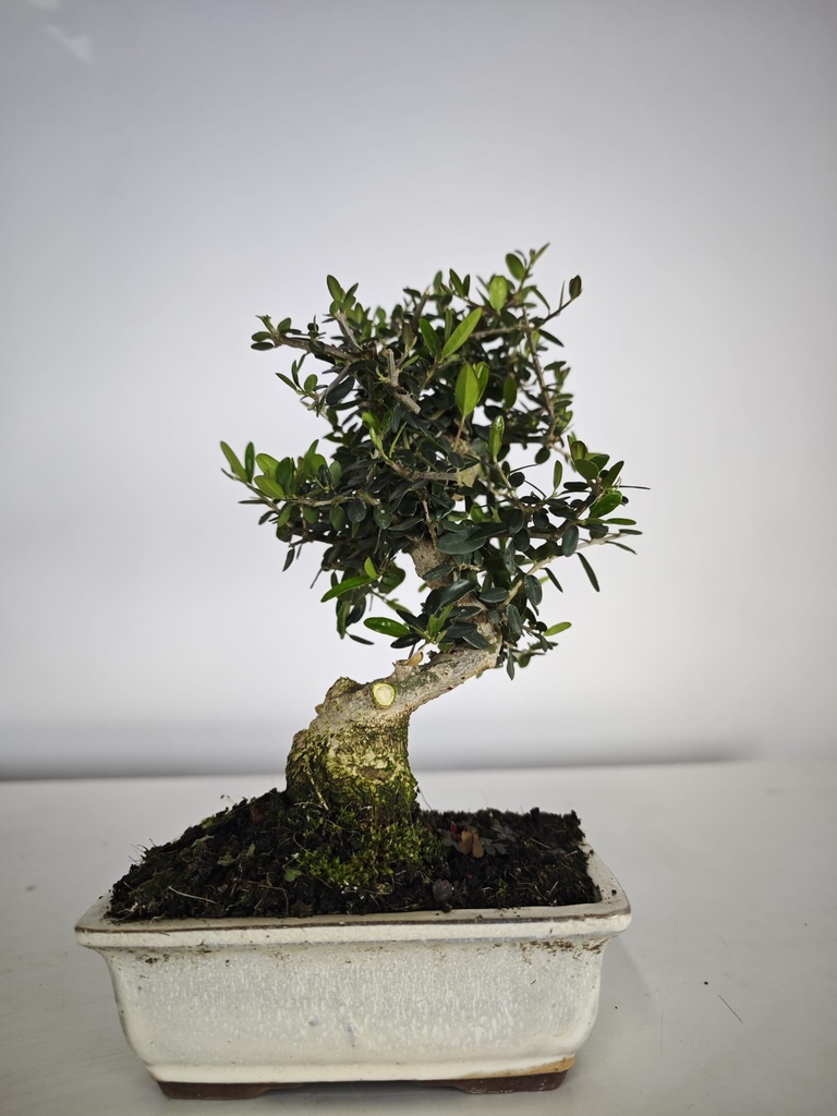 O 11.  Olea Sylvestris 45 euros con envio gratis peninsula.
