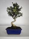 *O 12. Olea Sylvestris 45 euros con envio gratis peninsula.