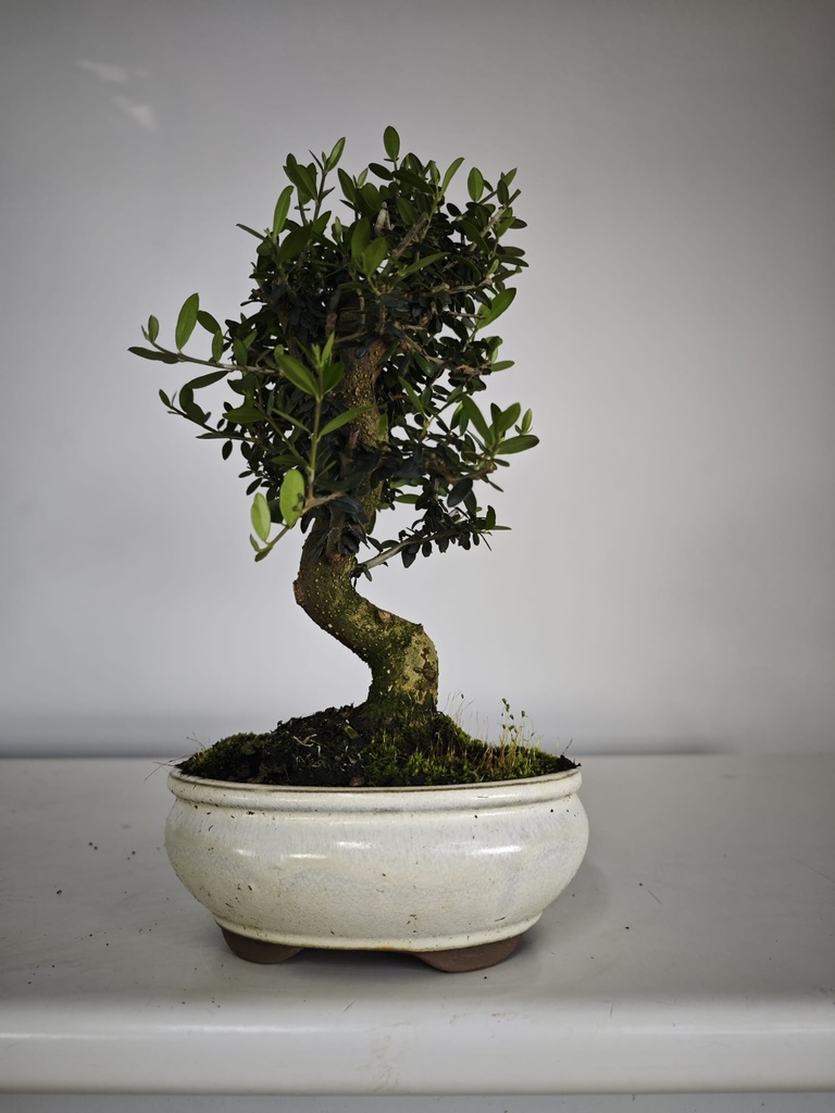 *O 13. Olea Sylvestris 45 euros con envio gratis peninsula.