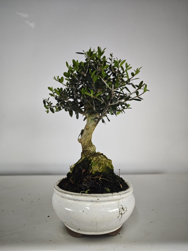 *O 14. Olea Sylvestris 66 euros con envio gratis peninsula.