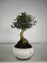 *O 14. Olea Sylvestris 66 euros con envio gratis peninsula.