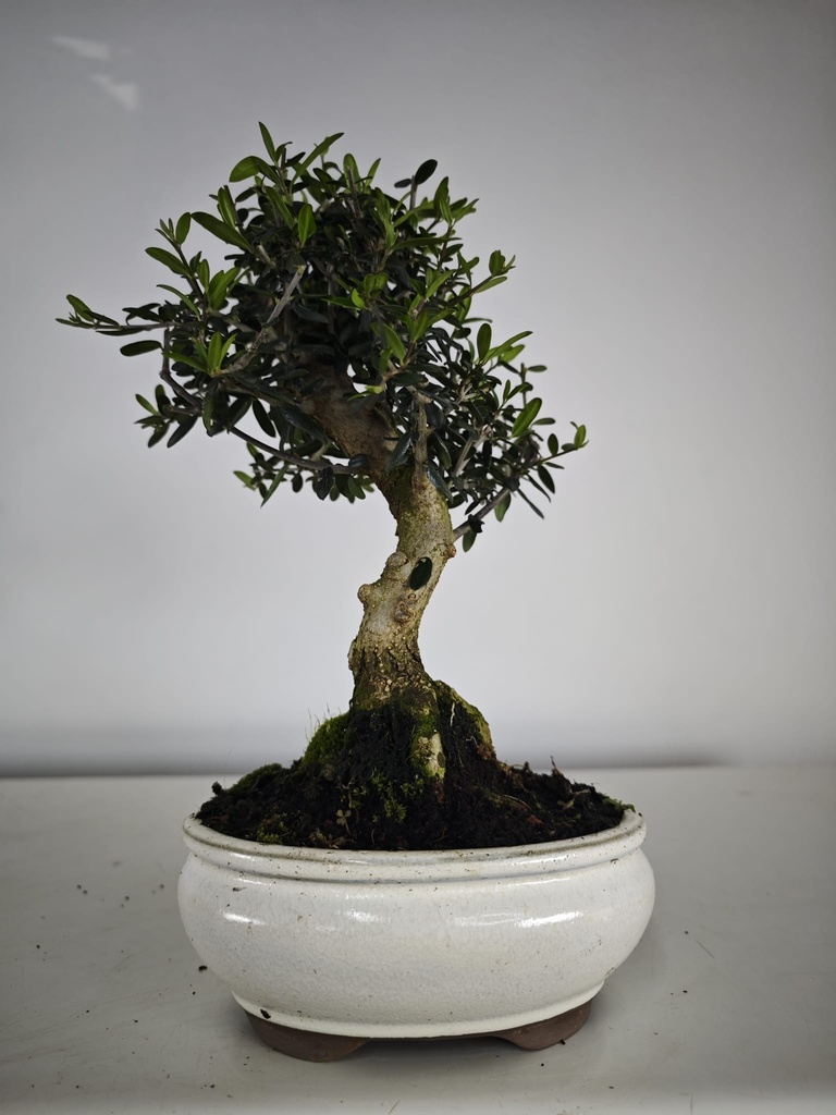 *O 14. Olea Sylvestris 66 euros con envio gratis peninsula.