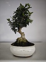 *O 15. Olea Sylvestris 66 euros con envio gratis peninsula.