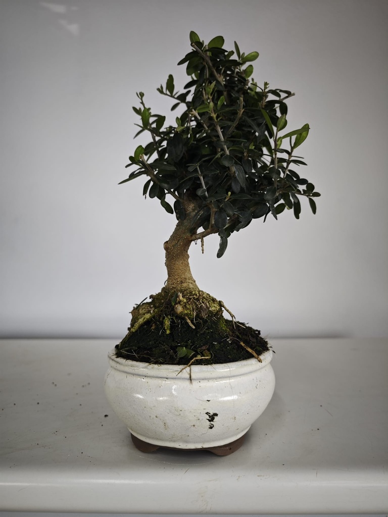*O 15. Olea Sylvestris 66 euros con envio gratis peninsula.
