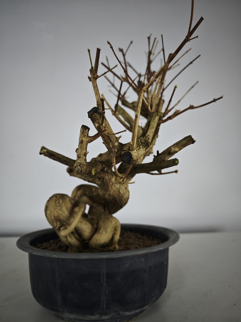 *E 1. Euonymus sp. 250 euros con envio gratis peninsula.