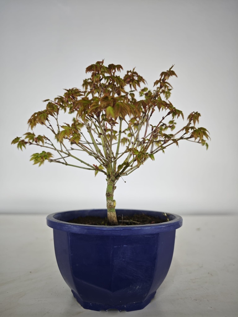 * k 1. Acer palmatum kiyohime 100 euros con envio gratis peninsula.