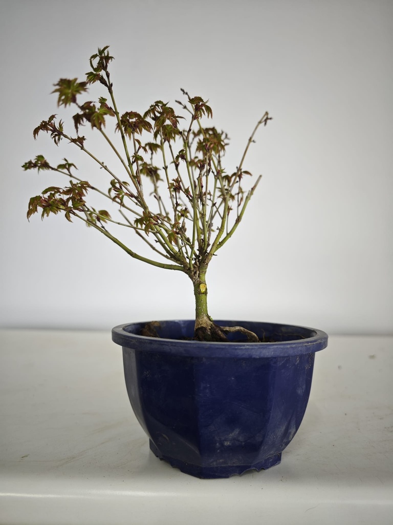 * k 2. Acer palmatum kiyohime 100 euros con envio gratis peninsula.