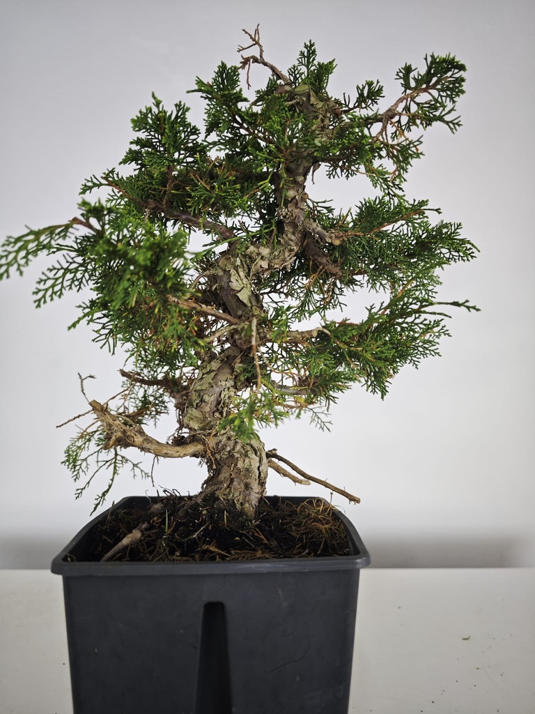 *I 2. Juniperus chinensis itoigawa 440 euros con envio gratis peninsula.