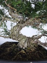 *I 3. Juniperus chinensis itoigawa 440 euros con envio gratis peninsula.