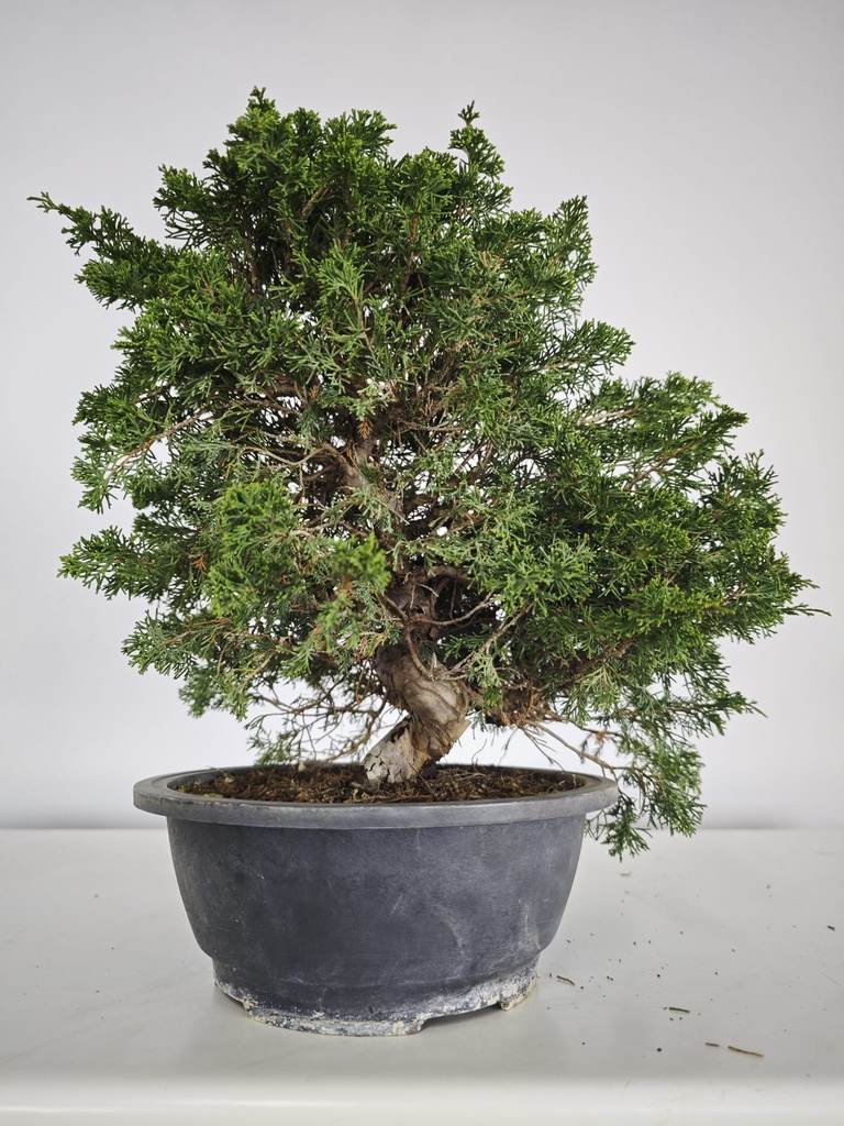 *I 3. Juniperus chinensis itoigawa 295 euros con envio gratis peninsula.