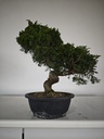 *I 4. Juniperus chinensis itoigawa 295 euros con envio gratis peninsula.