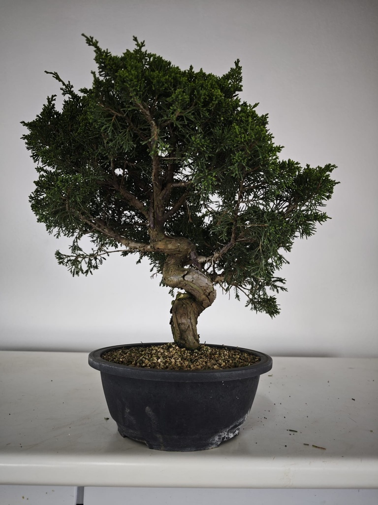 *I 4. Juniperus chinensis itoigawa 295 euros con envio gratis peninsula.