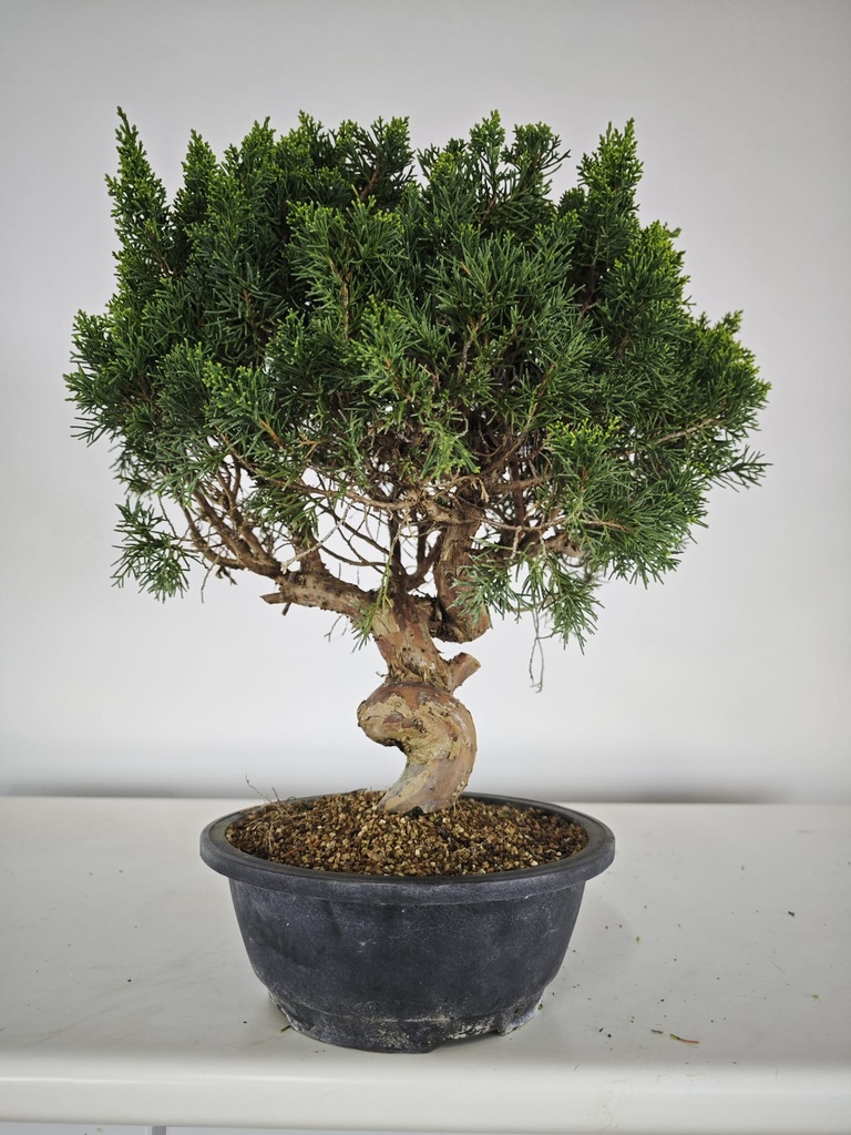 *K 1. Juniperus chinensis kyushu 230 euros con envio gratis peninsula.
