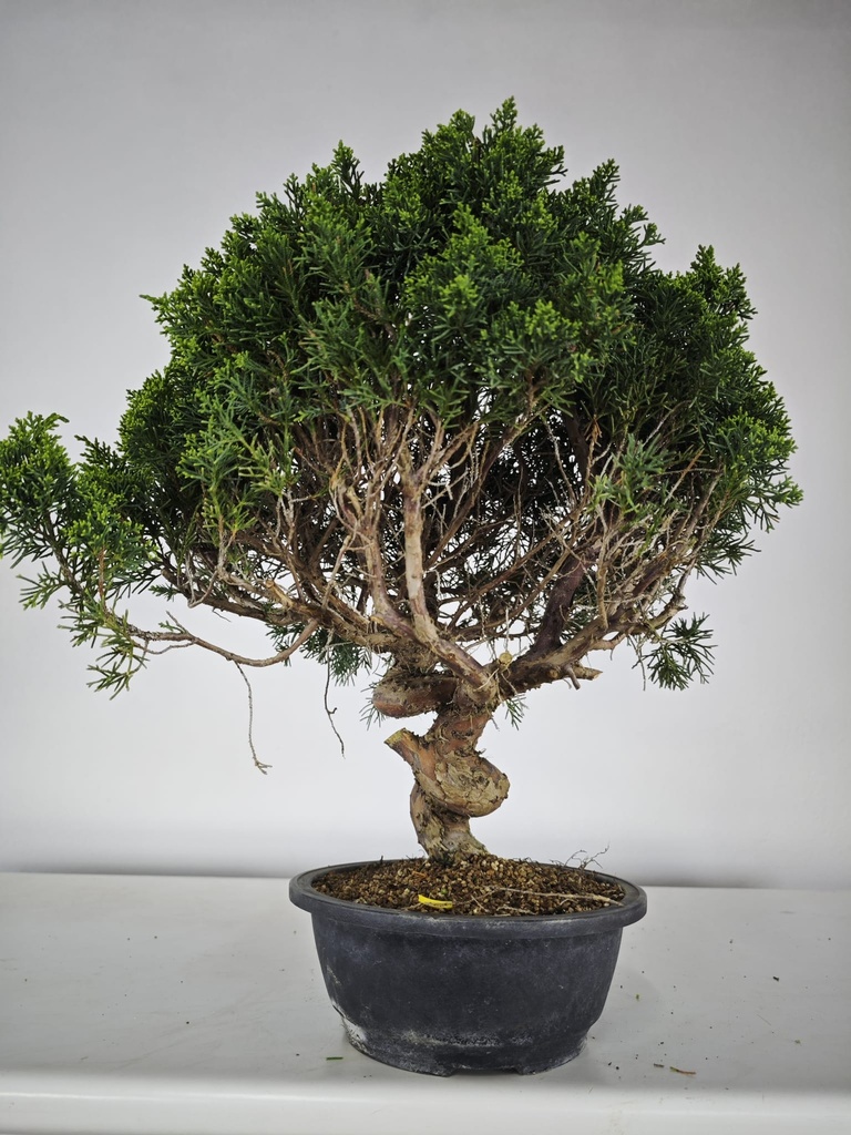 *K 1. Juniperus chinensis kyushu 230 euros con envio gratis peninsula.