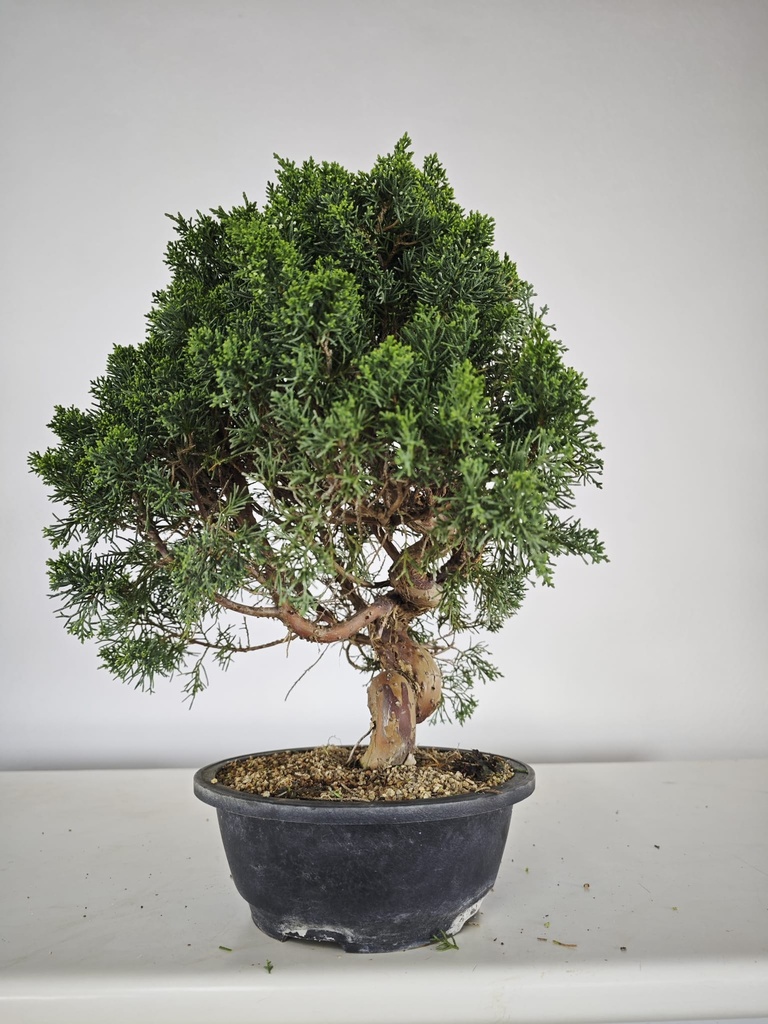 *K 2. Juniperus chinensis kyushu 230 euros con envio gratis peninsula.