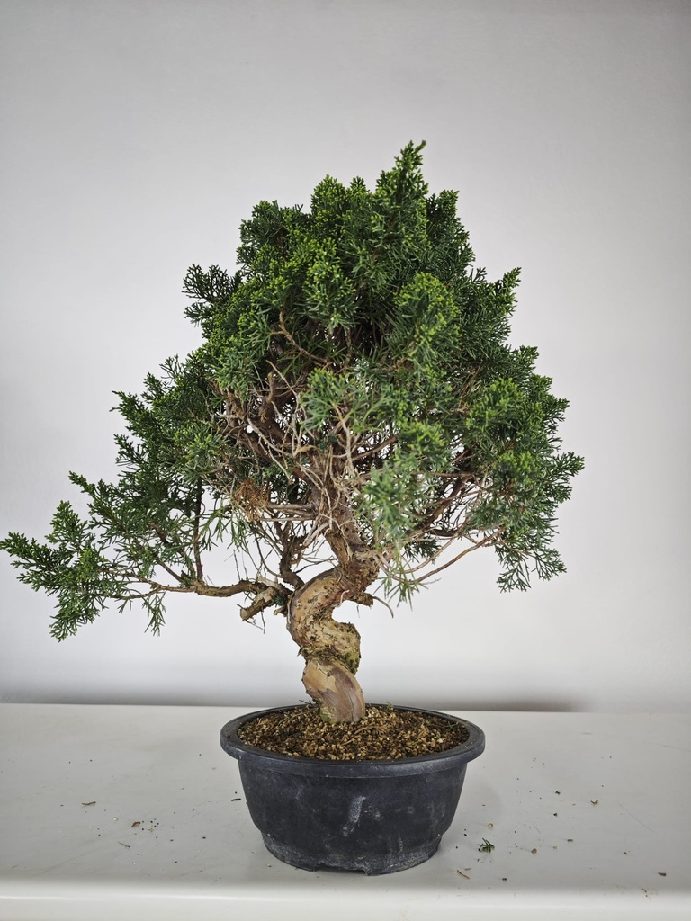 *K 3. Juniperus chinensis kyushu 230 euros con envio gratis peninsula.