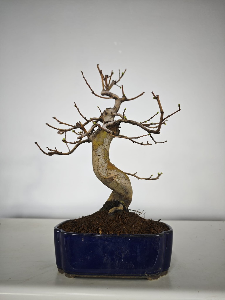 *Ch 1. Chaenomeles 250 euros con envio gratis peninsula.