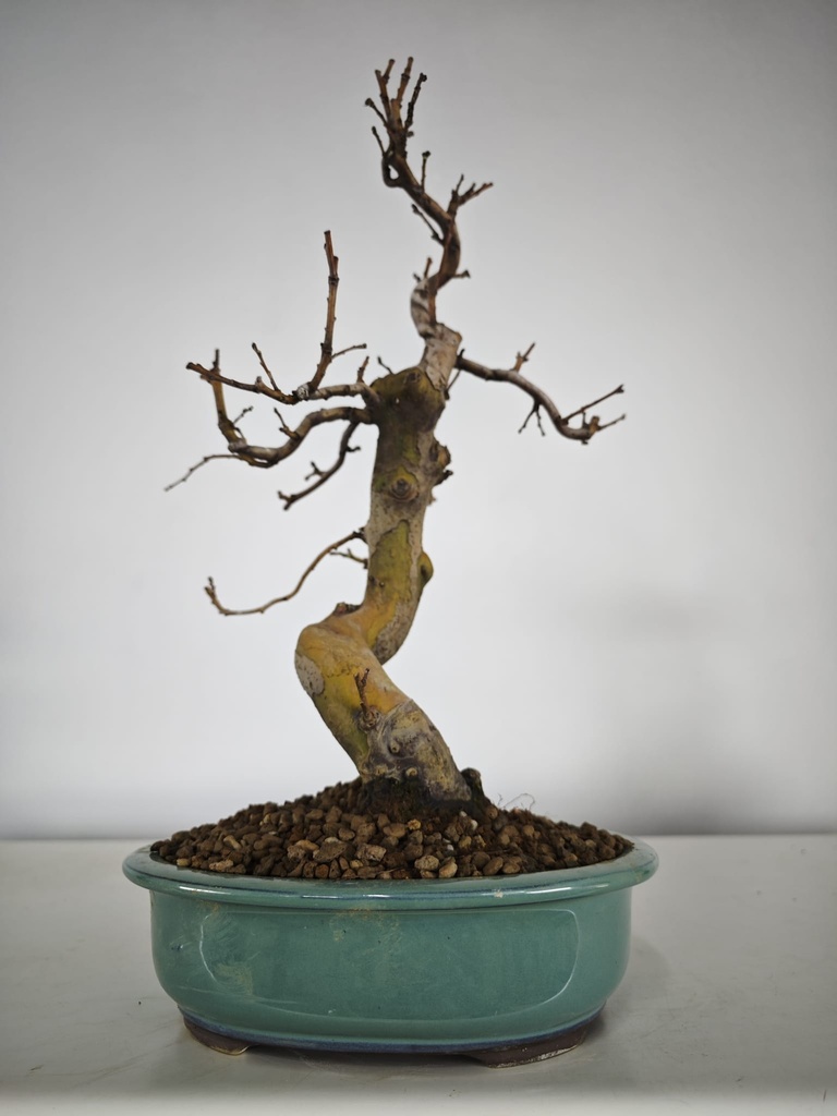 *Ch 2. Chaenomeles 250 euros con envio gratis peninsula.