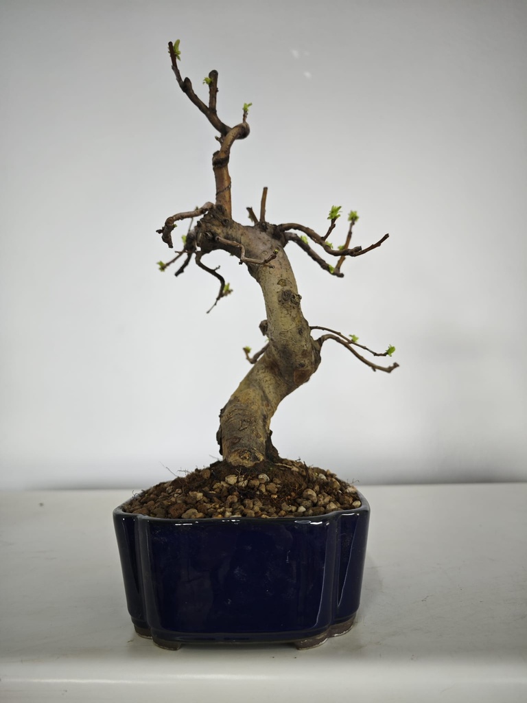 *Ch 3. Chaenomeles 250 euros con envio gratis peninsula.