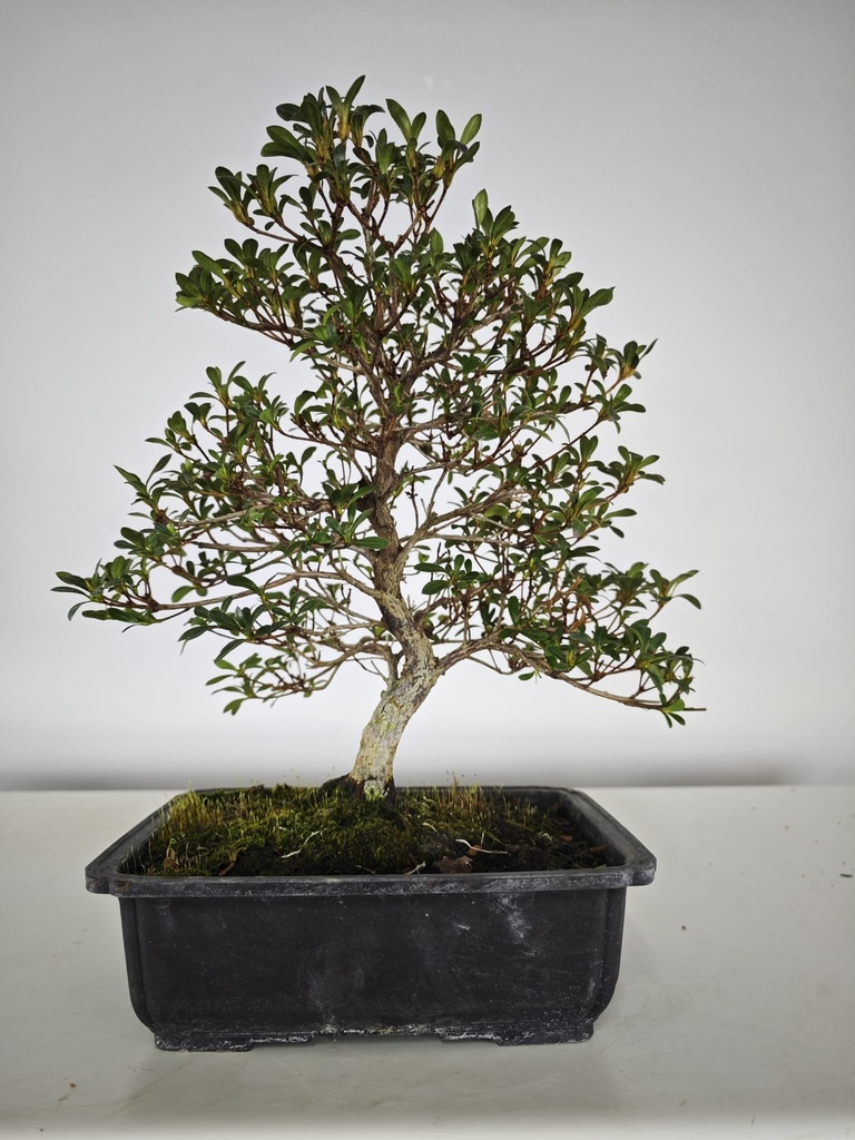 * A 5. Rhododendron 220 euros con envio gratis peninsula-