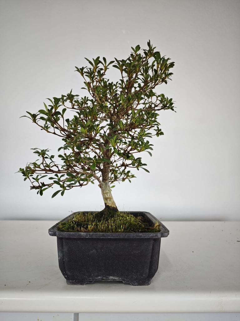 * A 5. Rhododendron 220 euros con envio gratis peninsula-