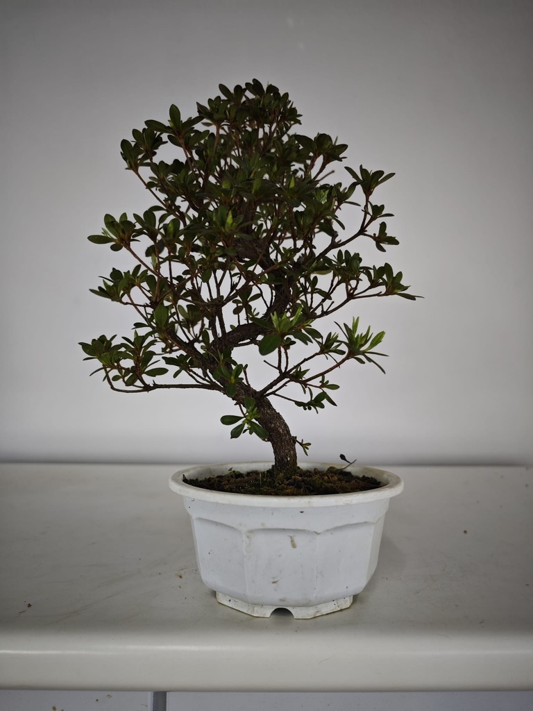 * A 6. Rhododendron 90 euros con envio gratis peninsula.