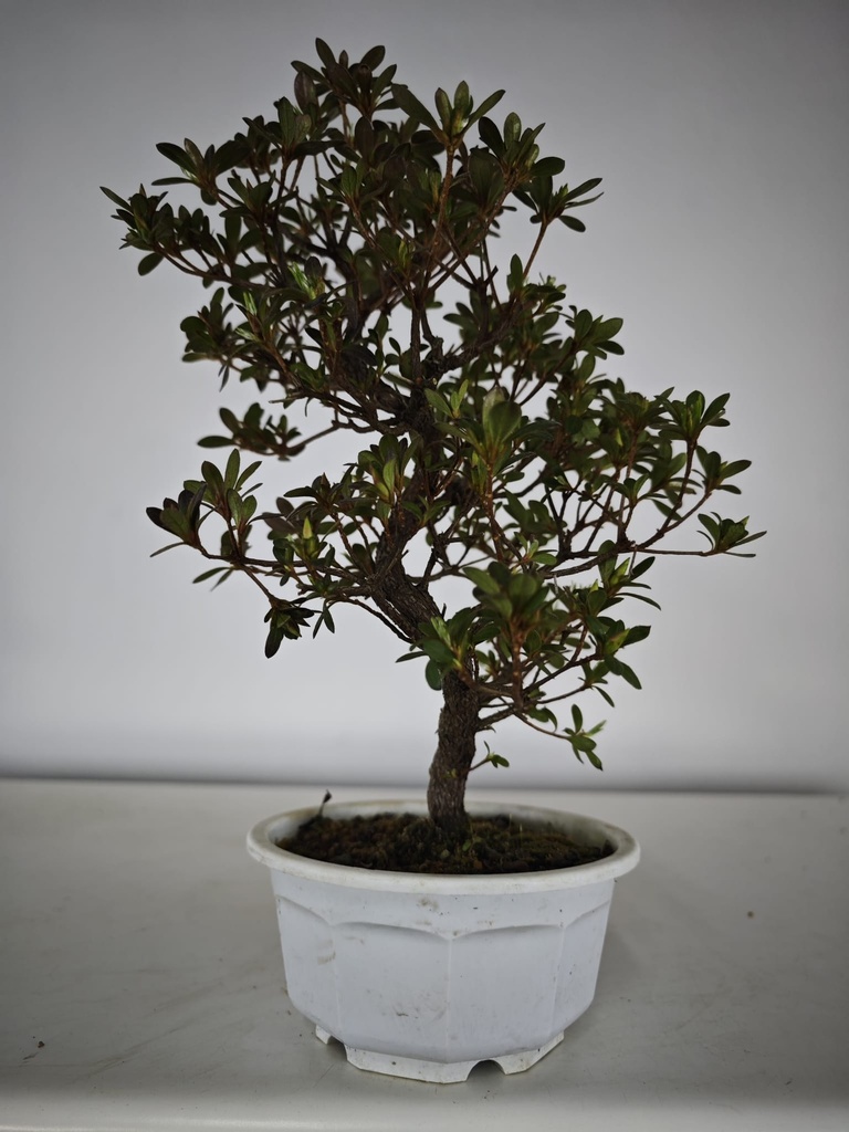 * A 6. Rhododendron 90 euros con envio gratis peninsula.